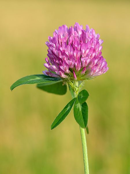 Essiac and Red Clover: Must-Read Information