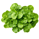Watercress