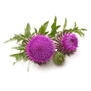 Blessed Thistle