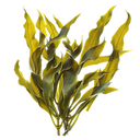 Kelp
