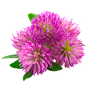 Red Clover